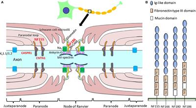 Anti-Neurofascin 155 Antibody-Positive Chronic Inflammatory Demyelinating Polyneuropathy/Combined Central and Peripheral Demyelination: Strategies for Diagnosis and Treatment Based on the Disease Mechanism